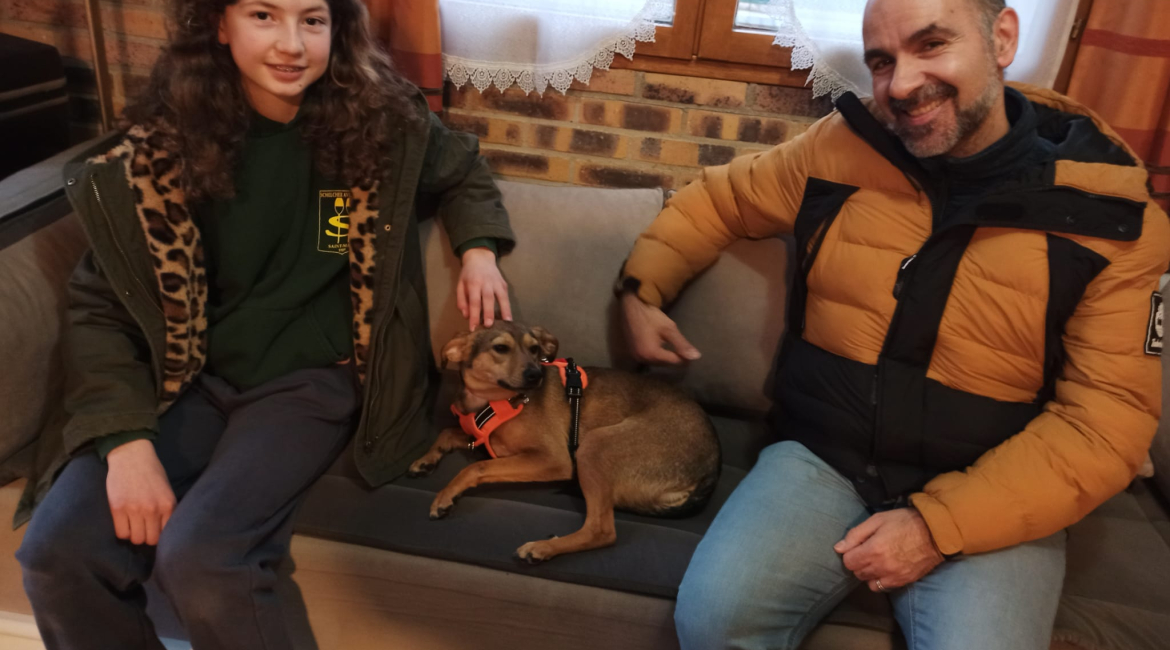 Chiens à adopter